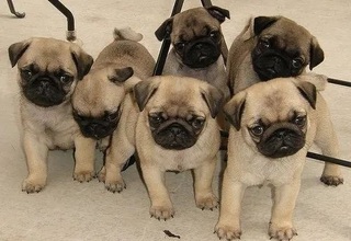 Pug puppies