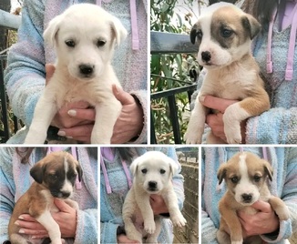 Λουκουμάκια!