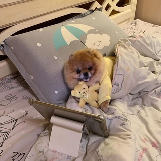 Pomeranian