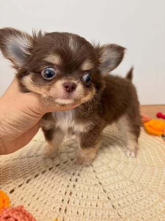 Chihuahua
