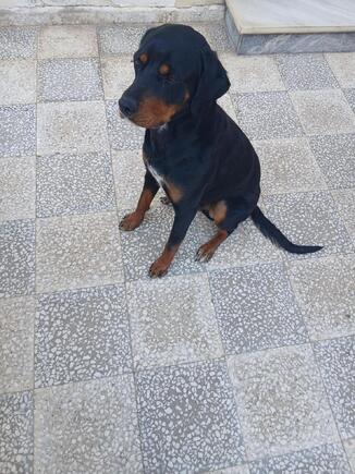 TYSON