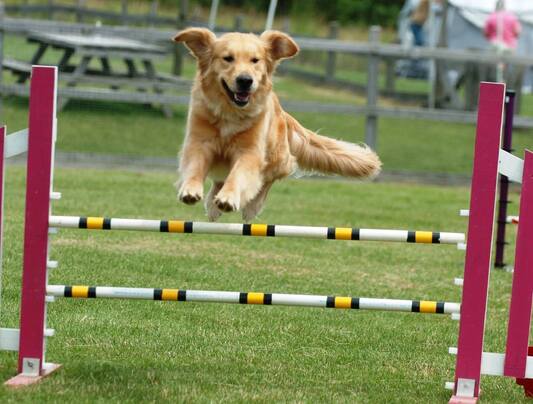 Agility ή αλλιώς: ευκινησία και δεξιοτεχνία σκύλων!