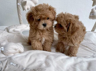 Maltipoo-betty