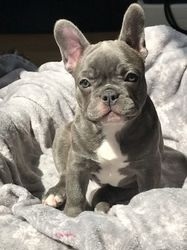 French bulldog