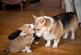 Corgi puppies