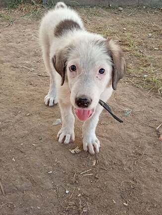ALFI