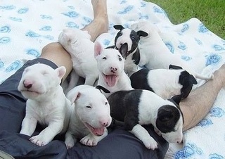 Bull Terrier