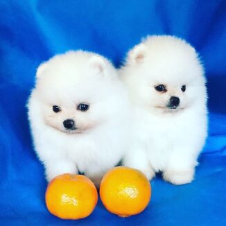 Pomeranian