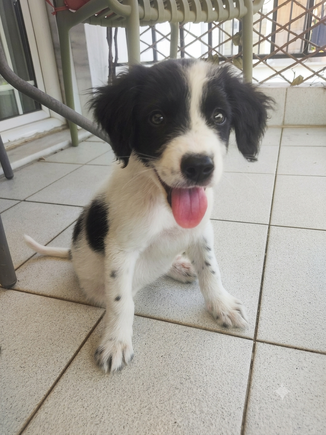 Archie!