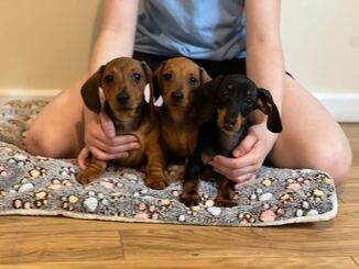 Dachshund