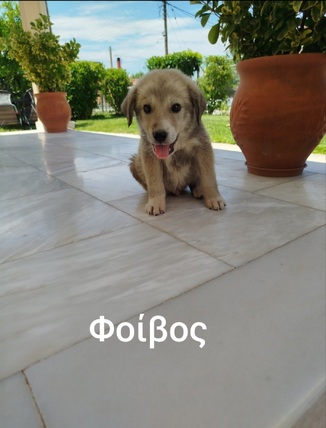 Φοίβος
