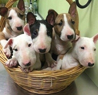 Bull Terrier