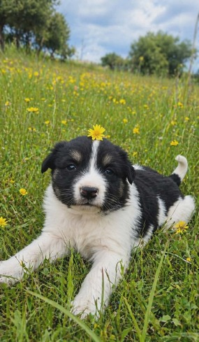 5 κουταβάκια