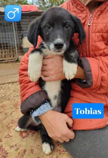 Tobias