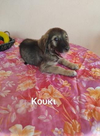 Κούκι