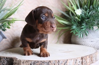 dachshund