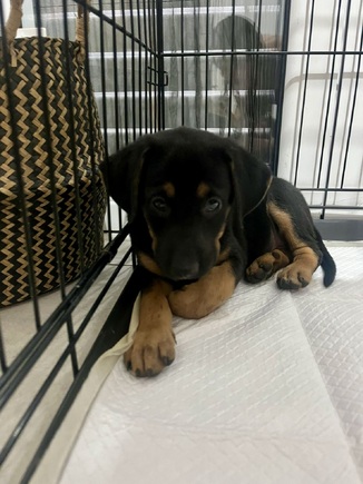 Ayla