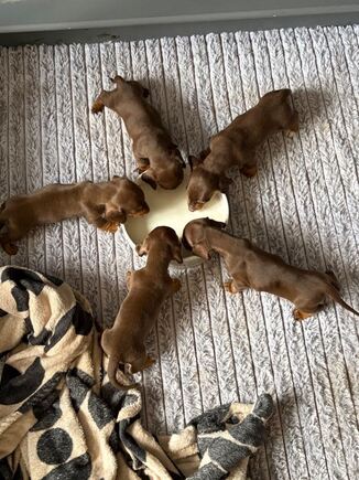 Dachshund