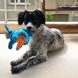 Luna