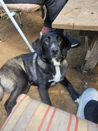 Μιμόζα