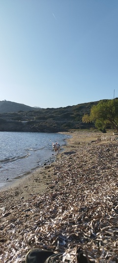 Μπελουγκινι