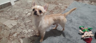 Roky