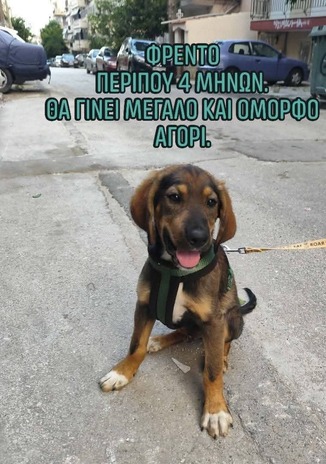 Φρέντο