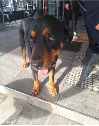 ROTWEILLER