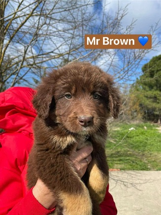 Mr Brown