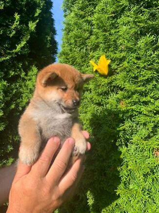 Shiba Inu -piko