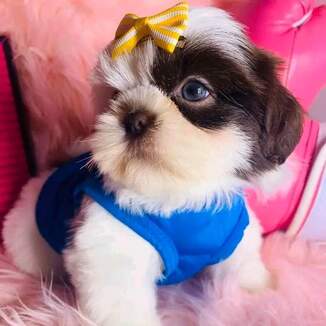 Shih tzu ( pera