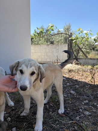 Κοτομπουκιας