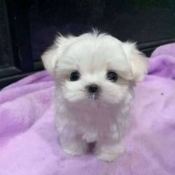 Maltese