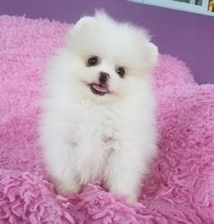 Pomeranian